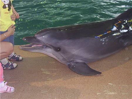 большая алушта отдых дельфинарий