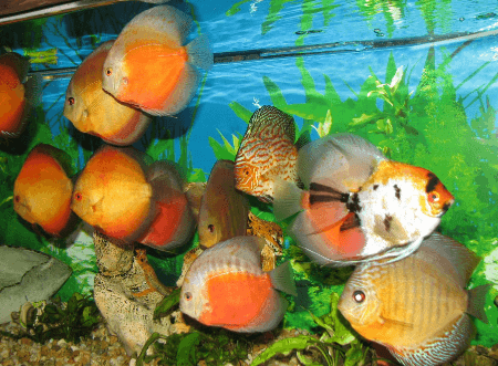 семейный отдых в Алуште - алуштинский аквариум