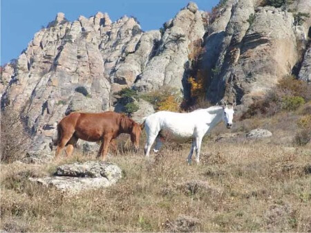 конные прогулки в живописном уголке Крыма, южный берег крыма отдых